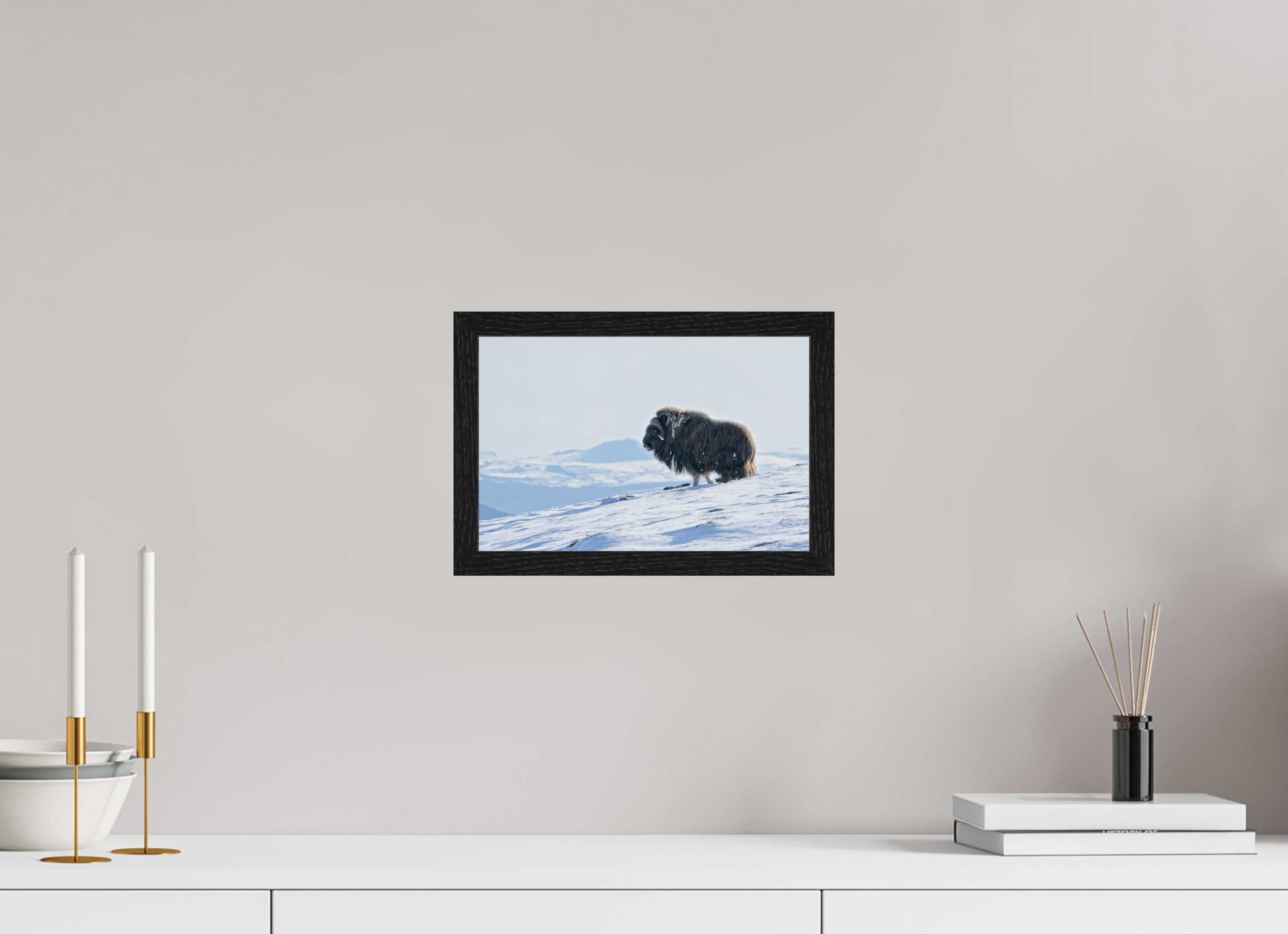 30 x 20 cm, Gallery Frame Hamburg Black Oak Glossy Acrylic The Musk Ox Kingdom - In Solid 20 mm Wood Frame Hamburg Glossy