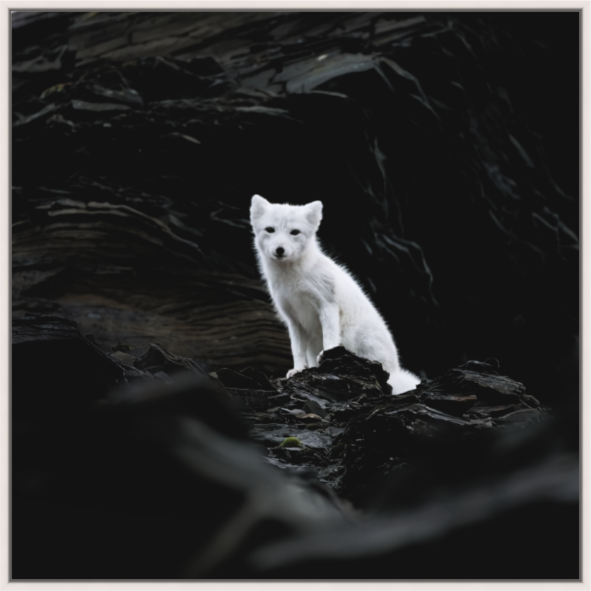 Main image Arctic Fox Angel - Floater Frame Matte