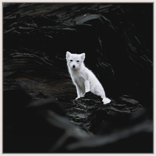 Main image Arctic Fox Angel - Floater Frame Matte