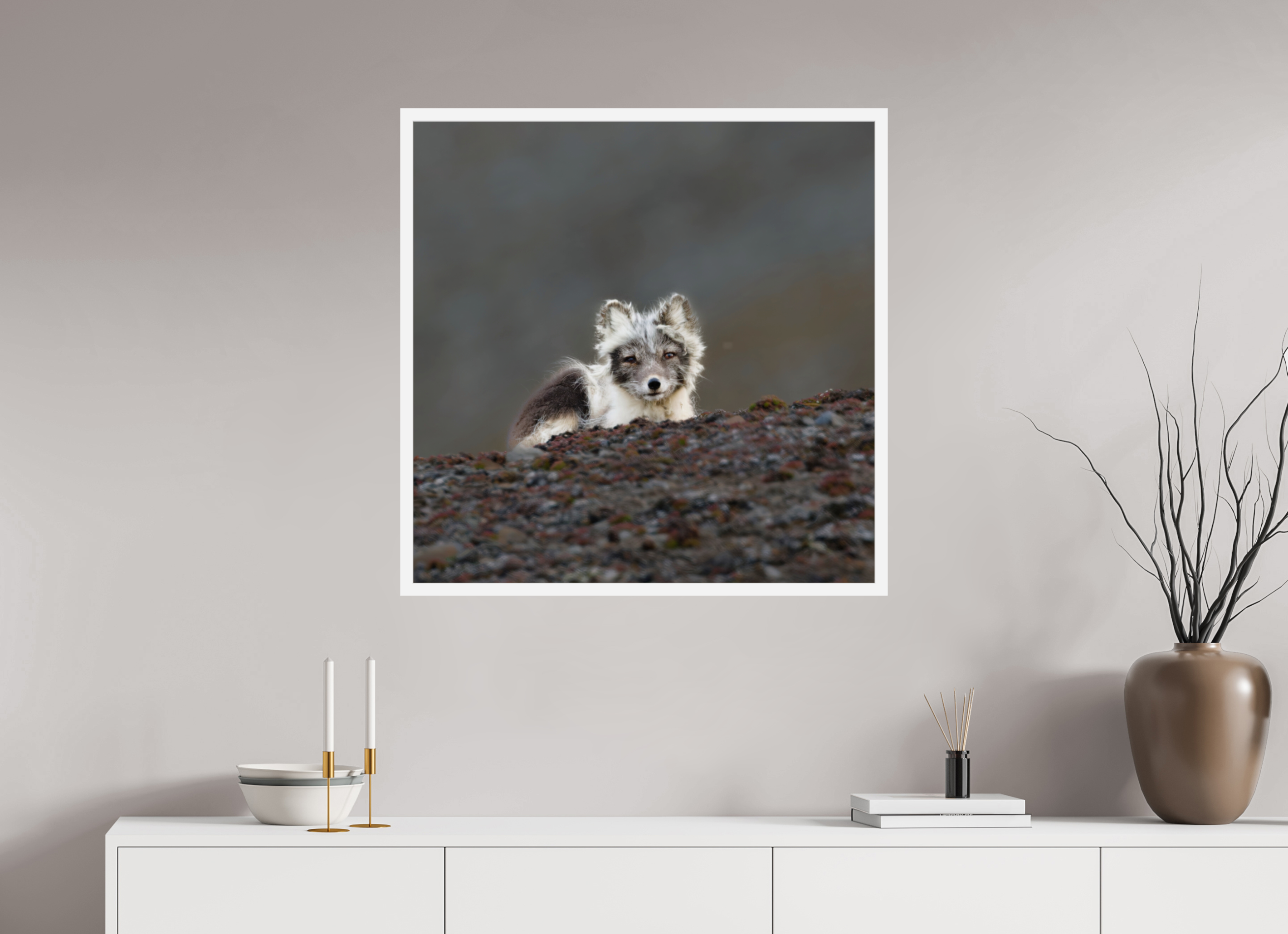 80 x 80 cm, Gallery Frame Hamburg 20mm White Glossy Acrylic Arctic Fox Scout- In Solid 20 mm Wood Frame Hamburg