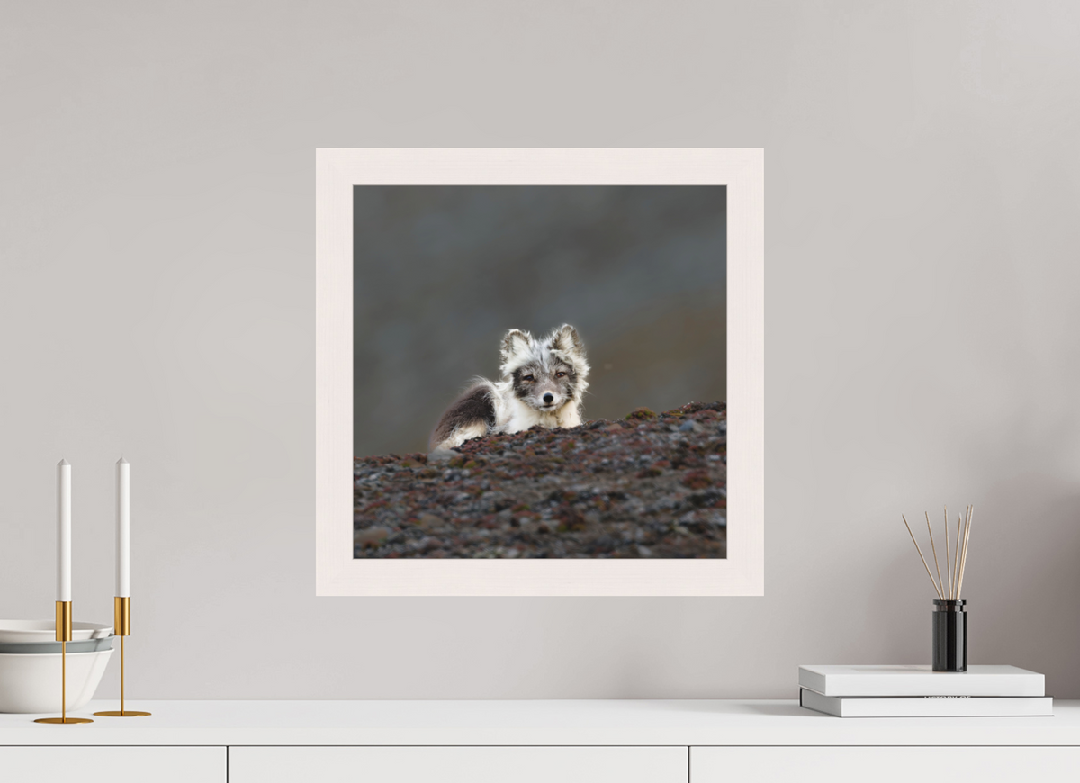 40 x 40 cm, Gallery Frame Hamburg 40mm White Maple Matte Acrylic Arctic Fox Scout- In Solid 40 mm Wood Frame Hamburg Matte