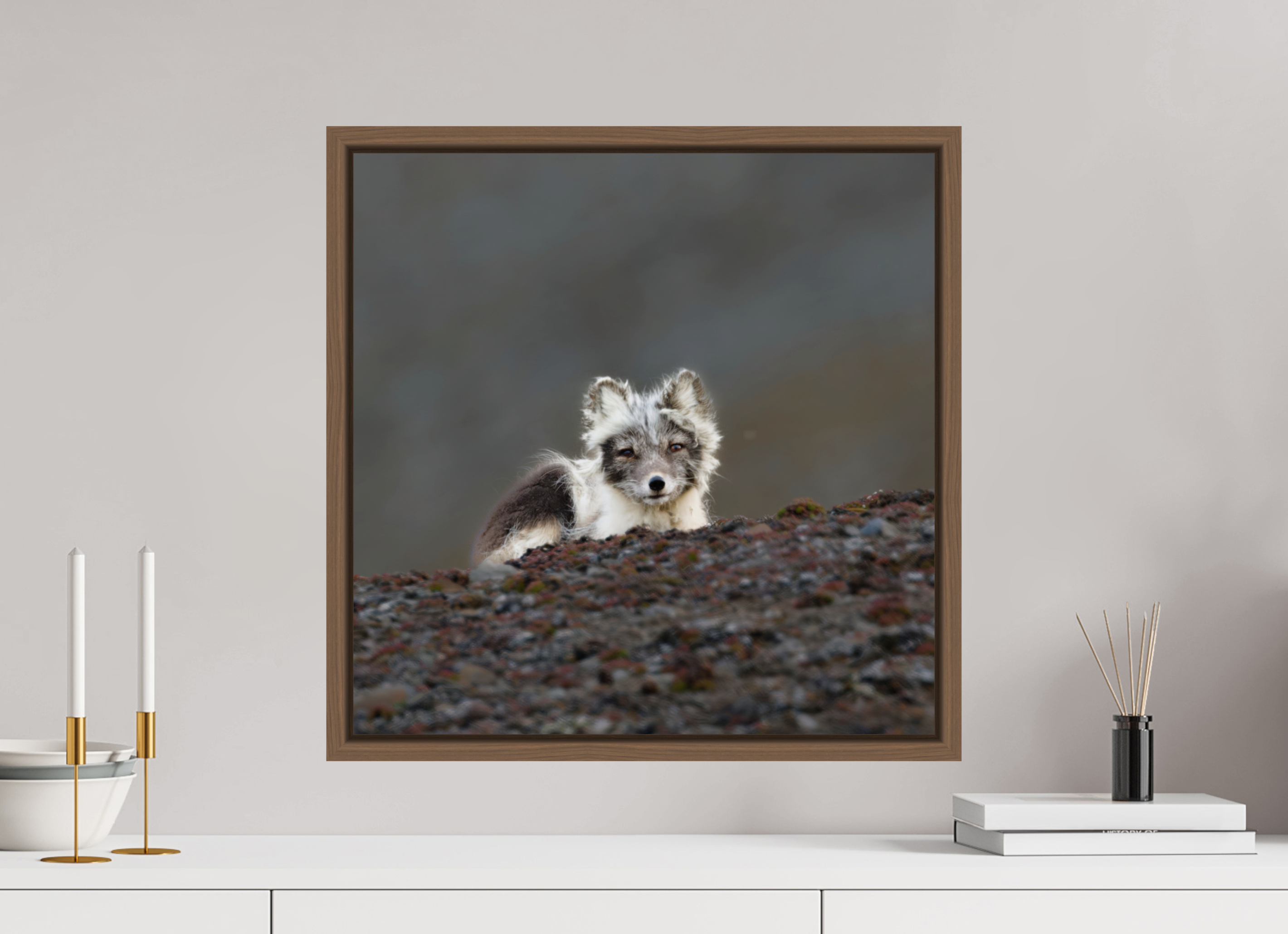 50 x 50 cm, Floater Frame Walnut Glossy Acrylic Glass Arctic Fox Scout - Floater Frame Glossy