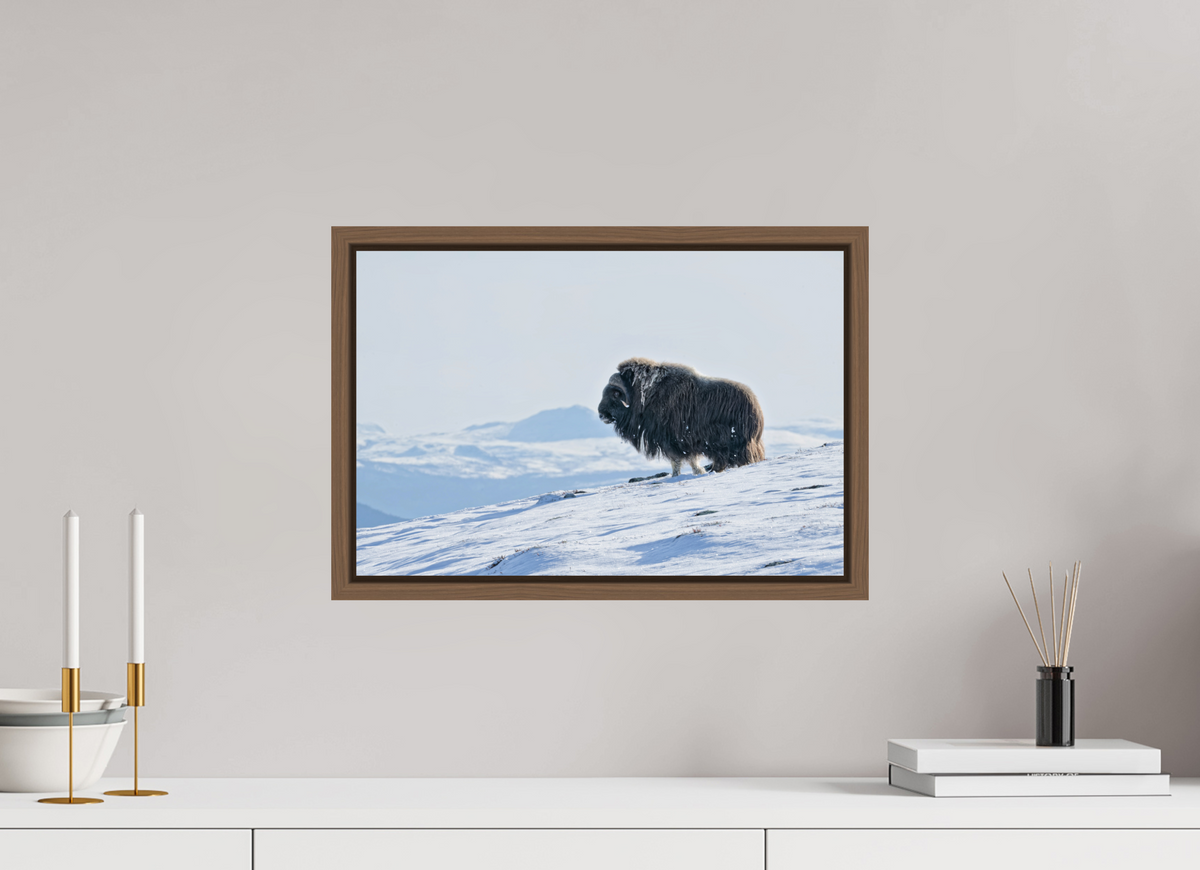 45 x 30 cm, Floater Frame Walnut Glossy Acrylic Glass The Musk Ox Kingdom - Floater Frame Glossy