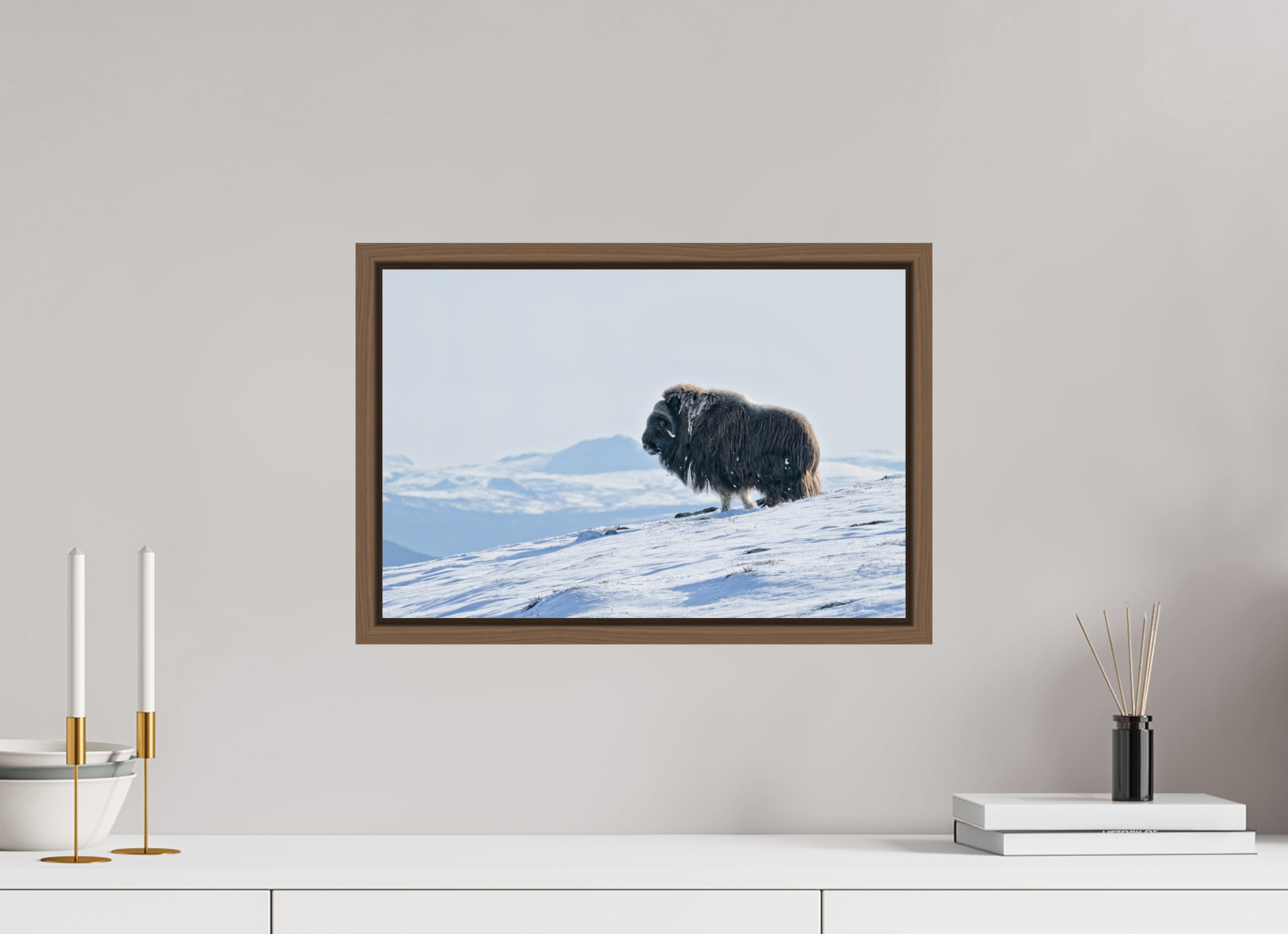 45 x 30 cm, Floater Frame Walnut Glossy Acrylic Glass The Musk Ox Kingdom - Floater Frame Glossy