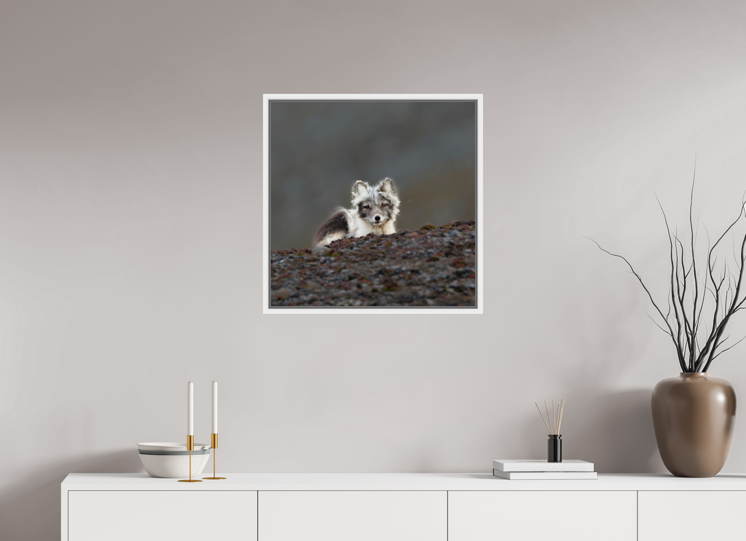 60 x 60 cm, Floater Frame White Glossy Acrylic Glass Arctic Fox Scout - Floater Frame Glossy