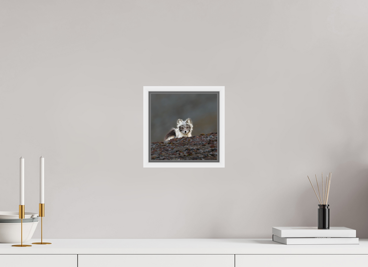 20 x 20 cm, Floater Frame White Glossy Acrylic Glass Arctic Fox Scout - Floater Frame Glossy