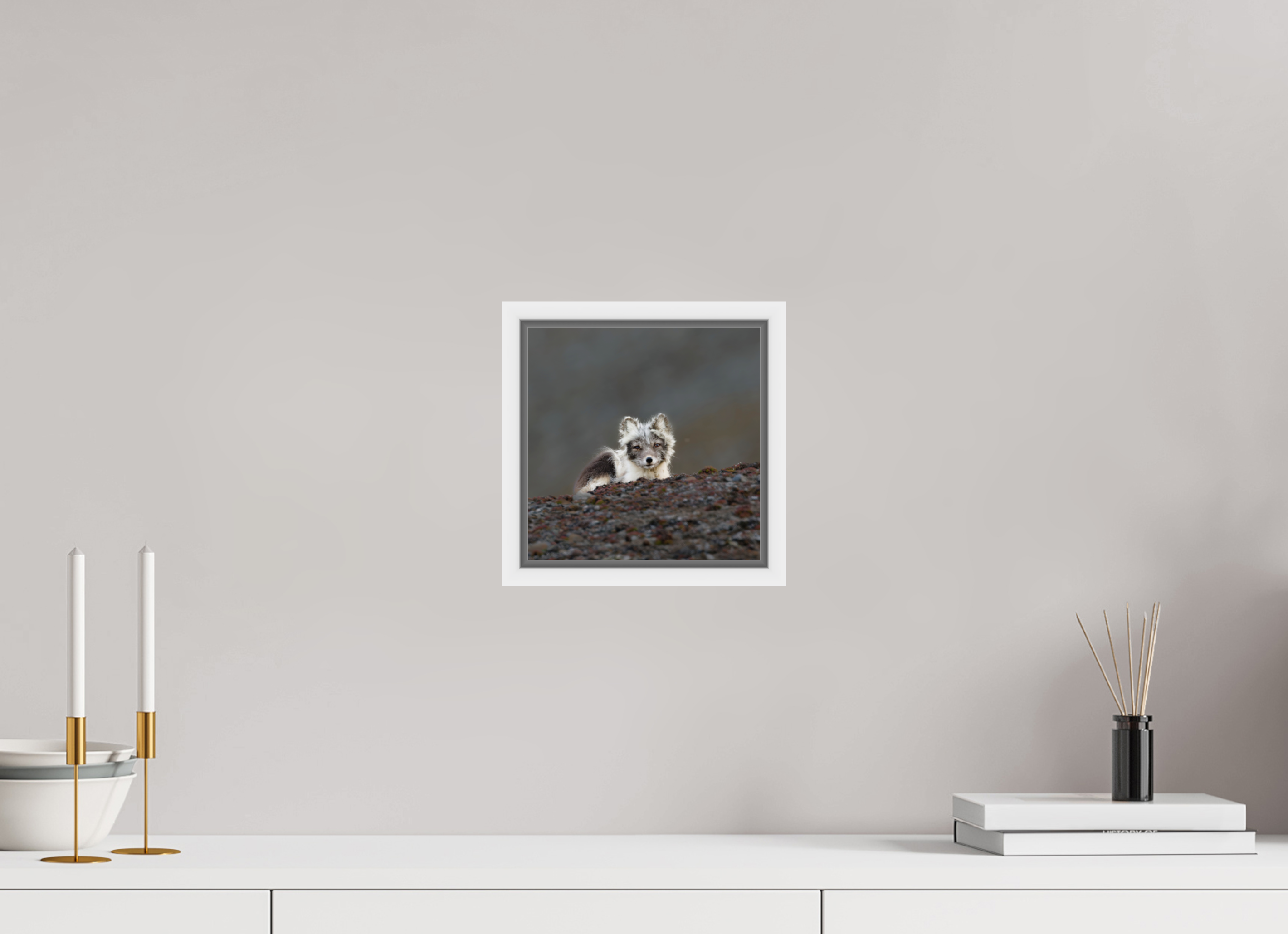 20 x 20 cm, Floater Frame White Glossy Acrylic Glass Arctic Fox Scout - Floater Frame Glossy