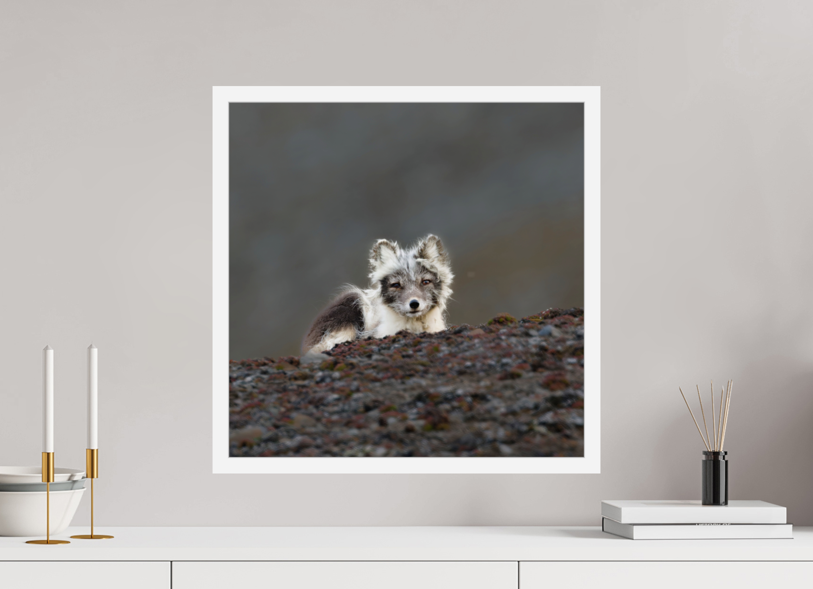 50 x 50 cm, Gallery Frame Hamburg 20mm White Glossy Acrylic Arctic Fox Scout- In Solid 20 mm Wood Frame Hamburg