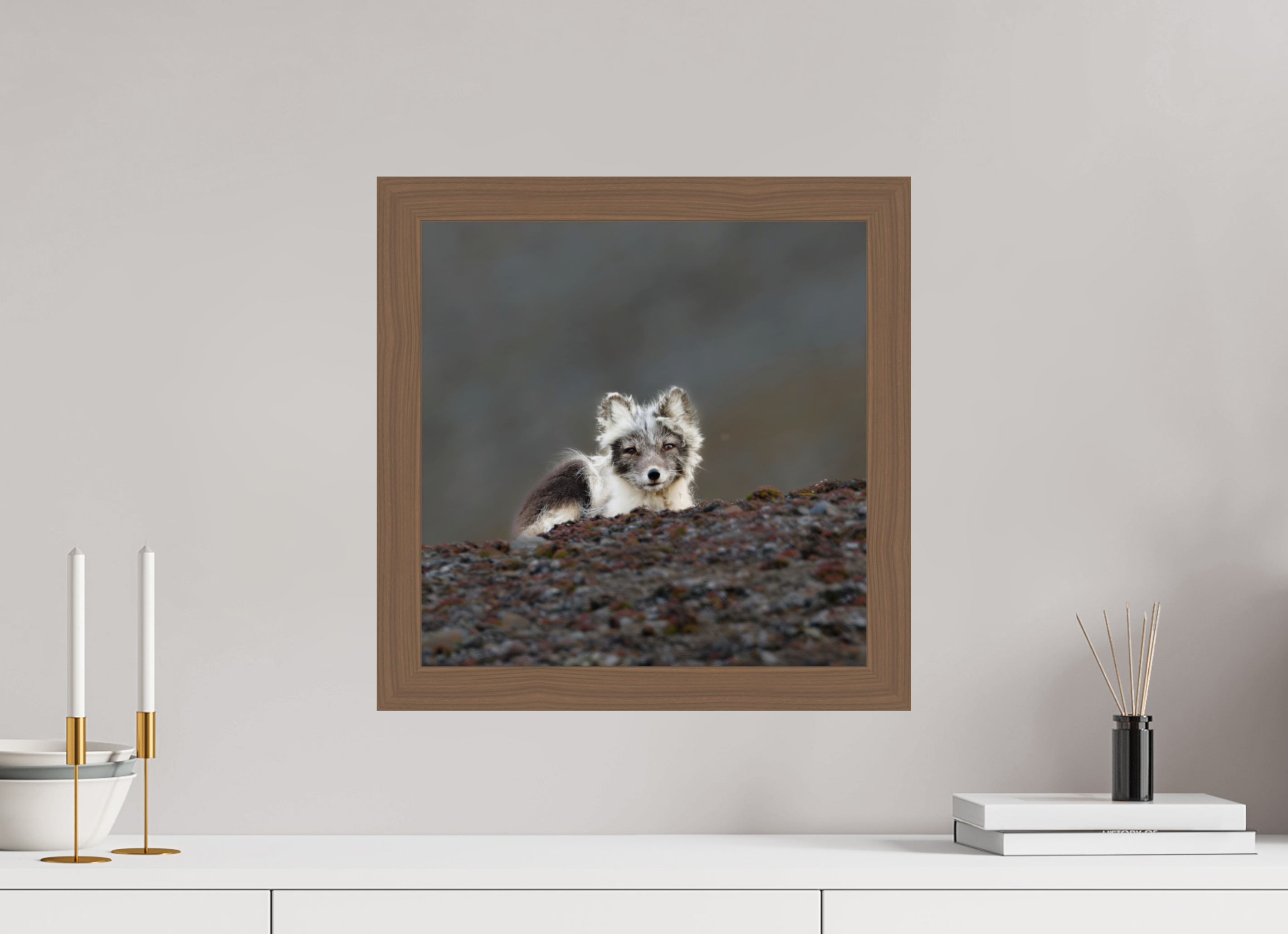 40 x 40 cm, Gallery Frame Hamburg 40mm Walnut Glossy Acrylic Arctic Fox Scout- In Solid 40 mm Wood Frame Hamburg Glossy
