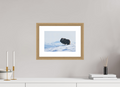 30 x 20 cm, Solid Wood Natural Oak Frame Vienna White Passe-partout The Musk Ox Kingdom -  Solid Frame White Passe-Partout