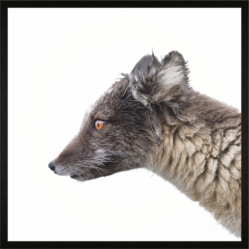 Main image Arctic Fox Angel - In Solid 40 mm Wood Frame Hamburg Glossy
