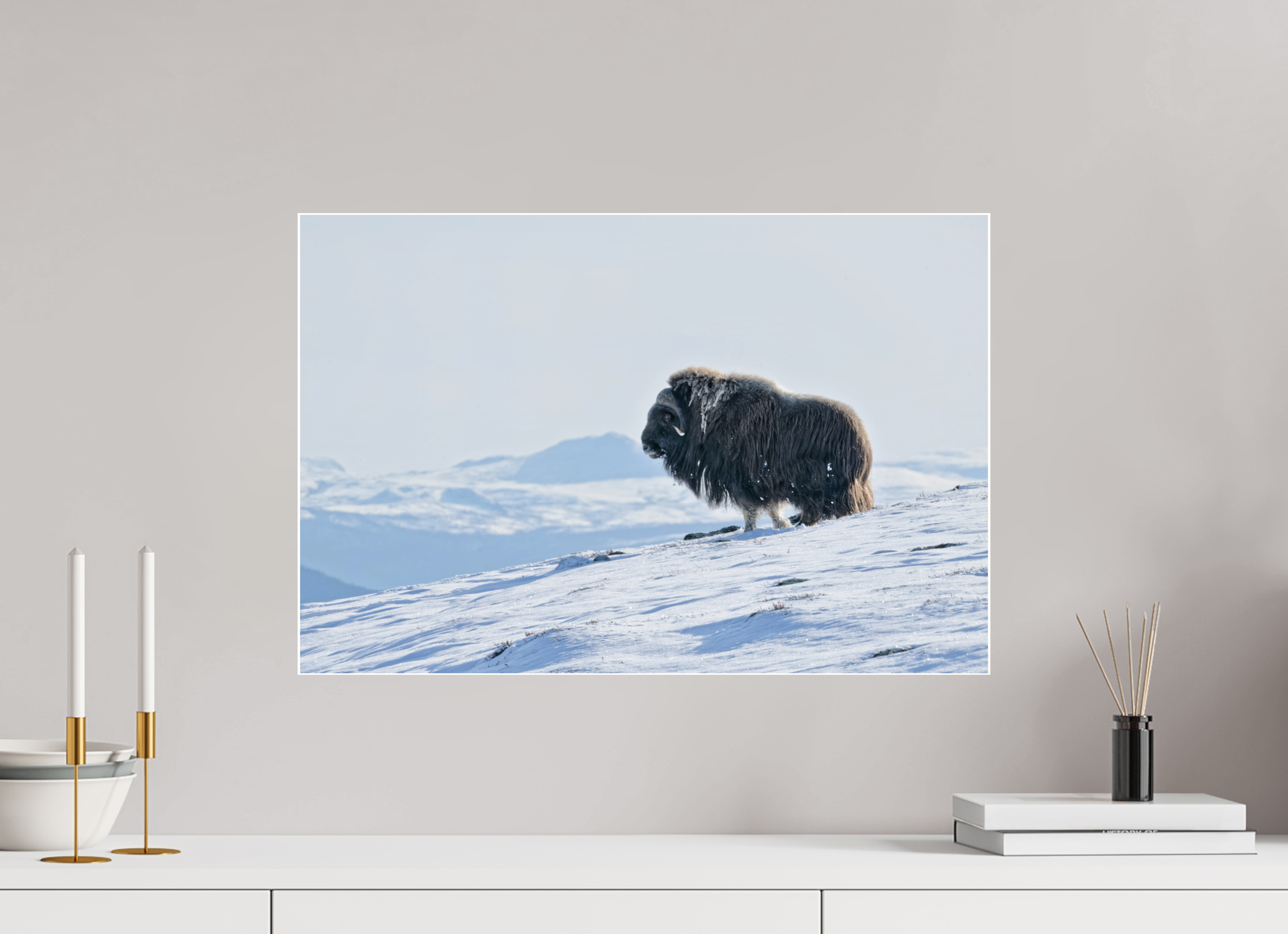 60 x 40 cm, Photo Print Under Glossy Acrylic Glass 6mm The Musk Ox Kingdom - Photo Print Under Acrylic Glass