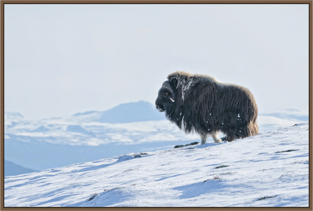 Main image The Musk Ox Kingdom - Floater Frame Matte Acrylic