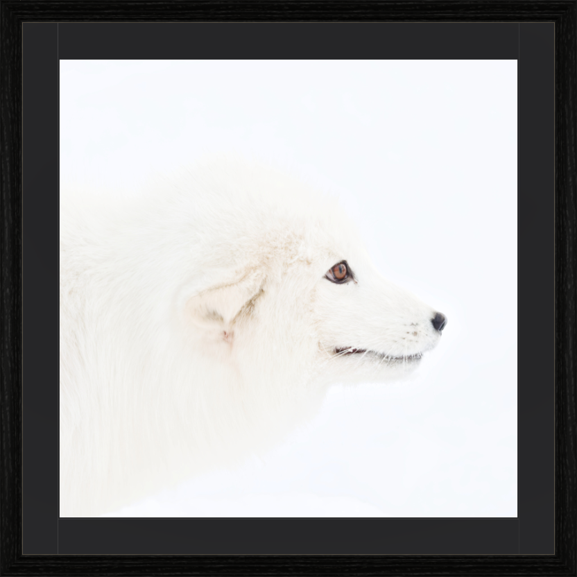 Main image Arctic Fox Head - Solid Frame With Passe-Partout