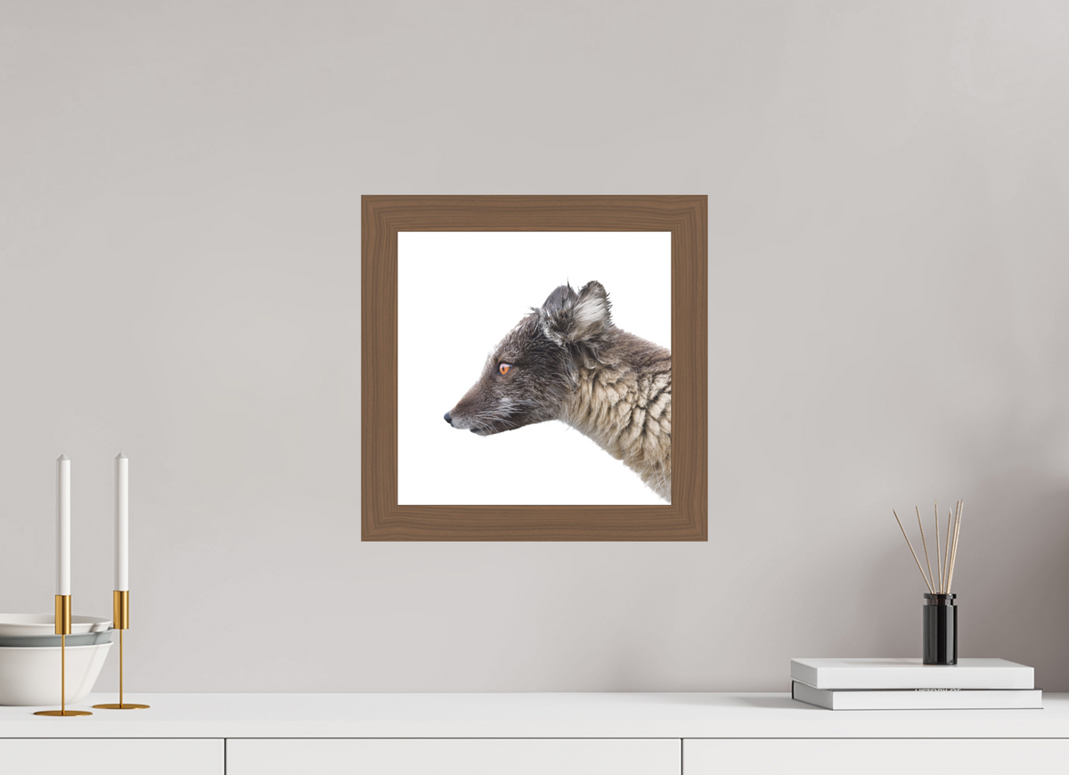 30 x 30 cm, Gallery Frame Hamburg 40mm Walnut Matte Acrylic Arctic Fox Brown - In Solid 40 mm Wood Frame Hamburg Matte