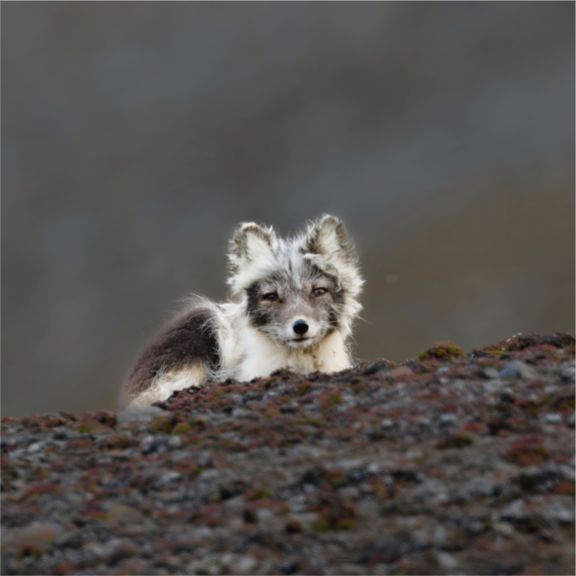 Main image Arctic Fox Scout - Photo Print