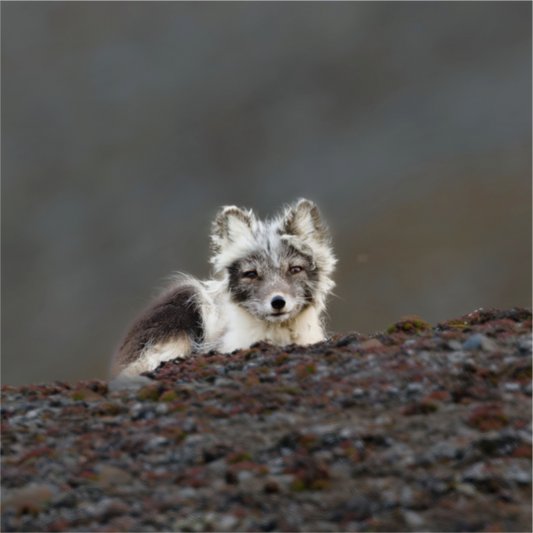 Main image Arctic Fox Scout - Photo Print