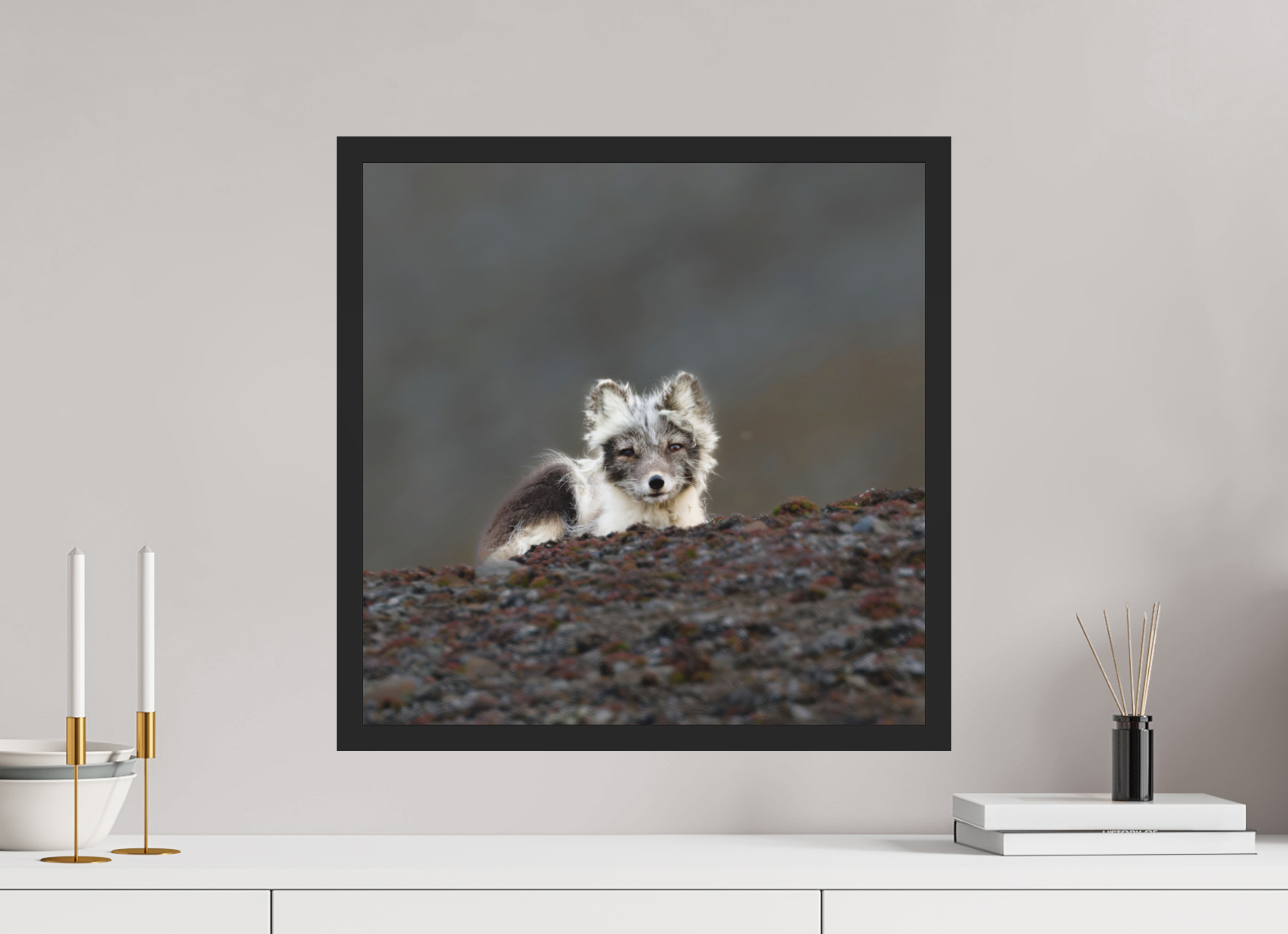 50 x 50 cm, Gallery Frame Hamburg 20mm Matte Black Matte Acrylic Arctic Fox Scout- In Solid 20 mm Wood Frame Hamburg Matte