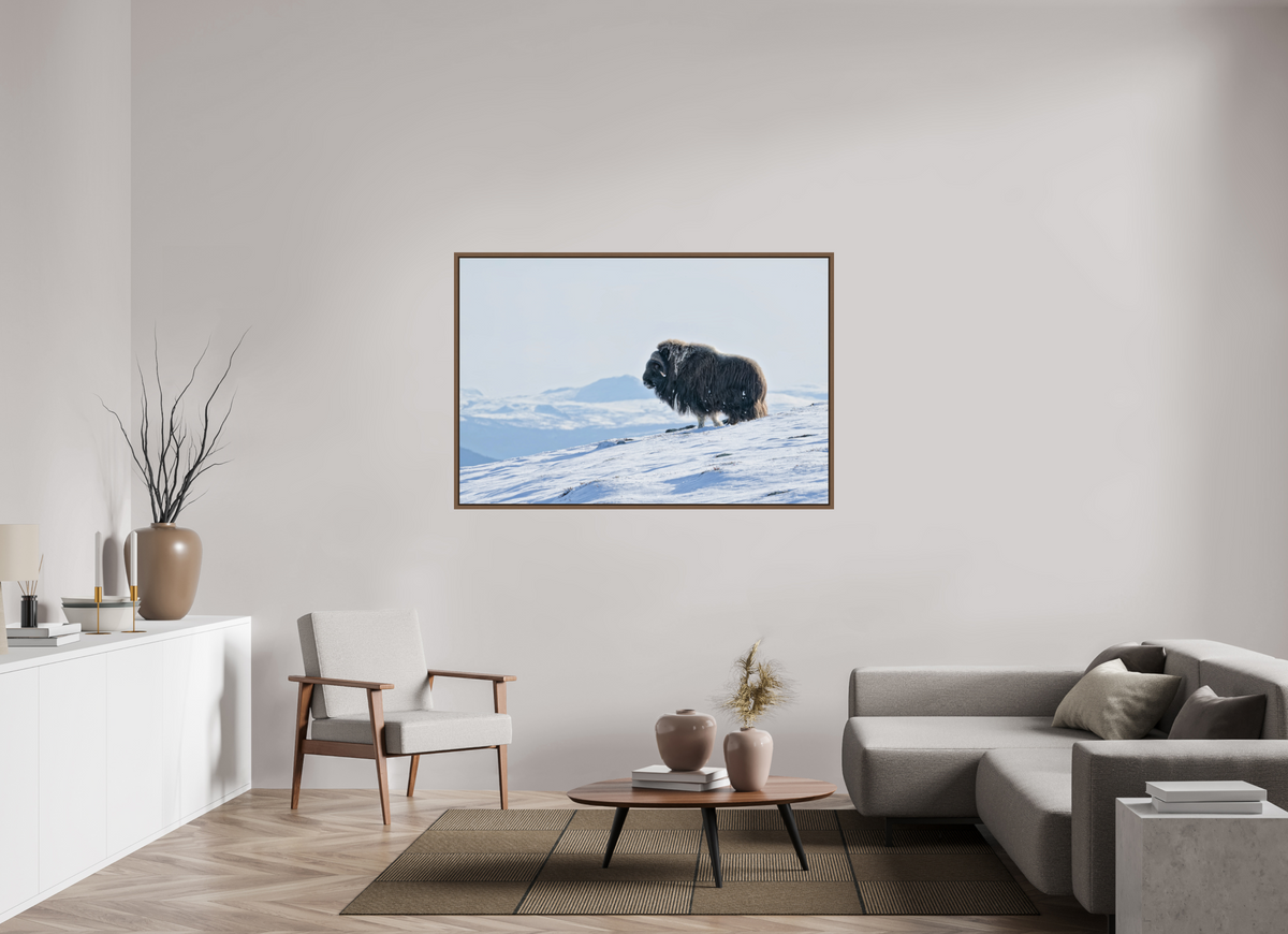 150 x 100 cm, Floater Frame Walnut Glossy Acrylic Glass The Musk Ox Kingdom - Floater Frame Glossy