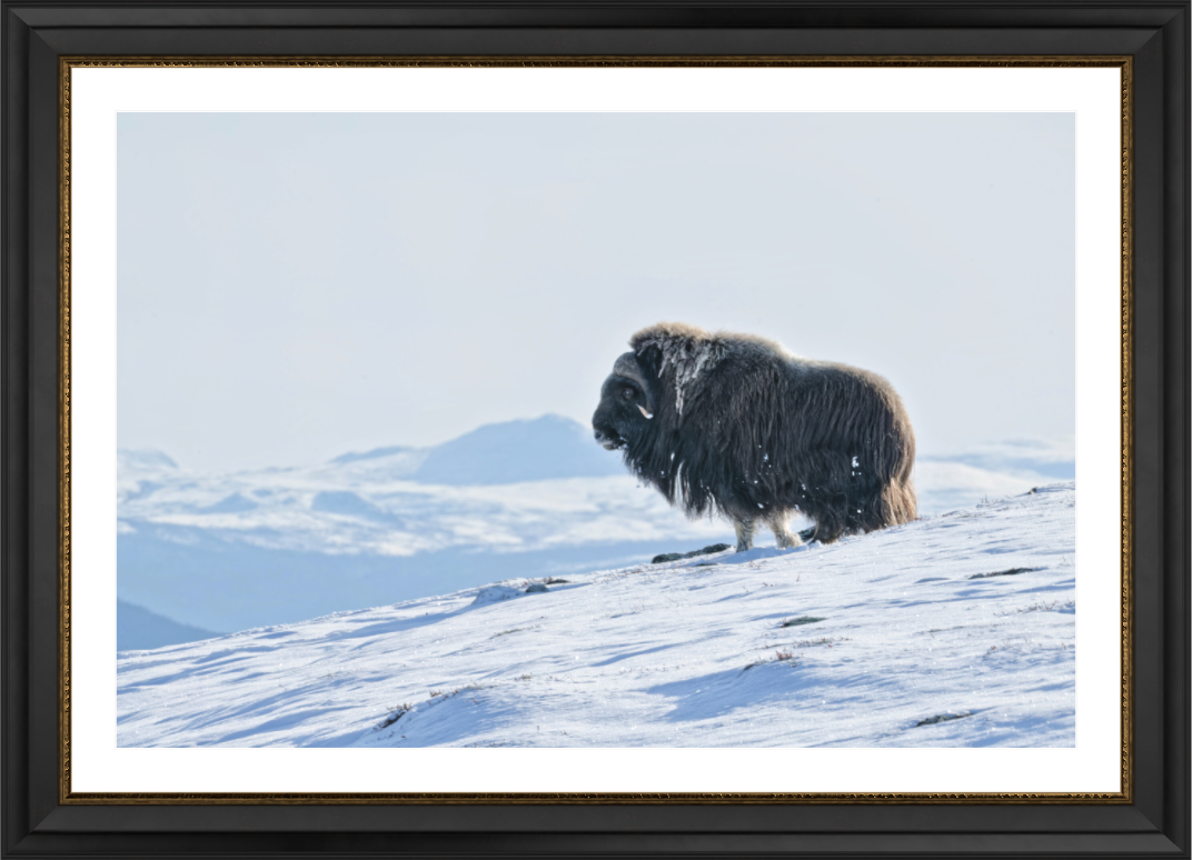 Main image The Musk Ox Kingdom -  Solid Frame White Passe-Partout