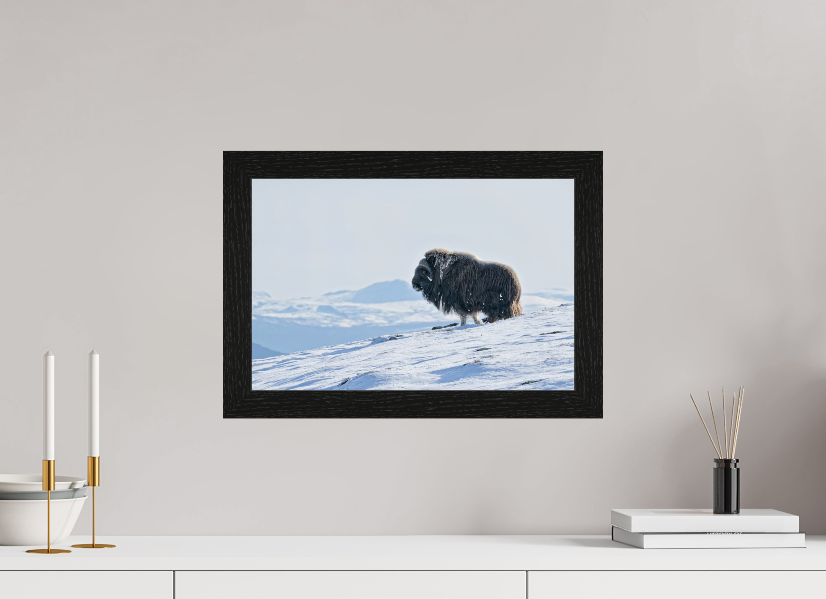 45 x 30 cm, Gallery Frame Hamburg 40mm Black Oak Glossy Acrylic Glass The Musk Ox Kingdom -  In Solid 40 mm Wood Frame Hamburg  Glossy Acrylic