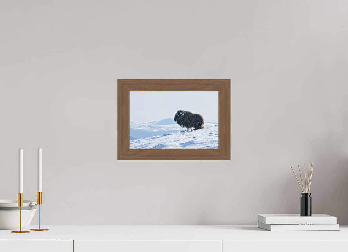 30 x 20 cm, Gallery Frame Hamburg 40mm Walnut Matte Acrylic Glass The Musk Ox Kingdom - In Solid 40 mm Wood Frame Hamburg Glossy Acrylic