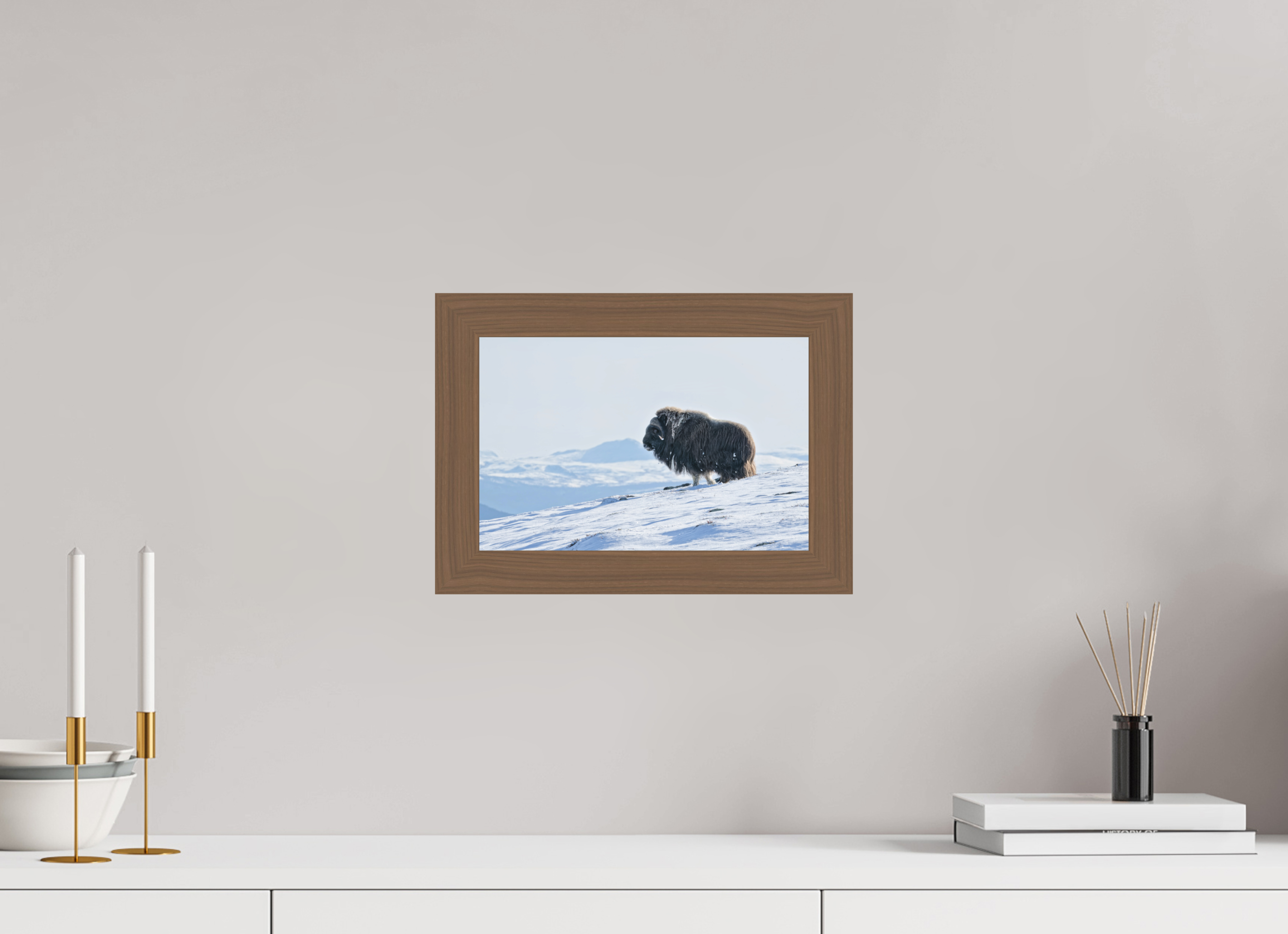 30 x 20 cm, Gallery Frame Hamburg 40mm Walnut Matte Acrylic Glass The Musk Ox Kingdom - In Solid 40 mm Wood Frame Hamburg Glossy Acrylic