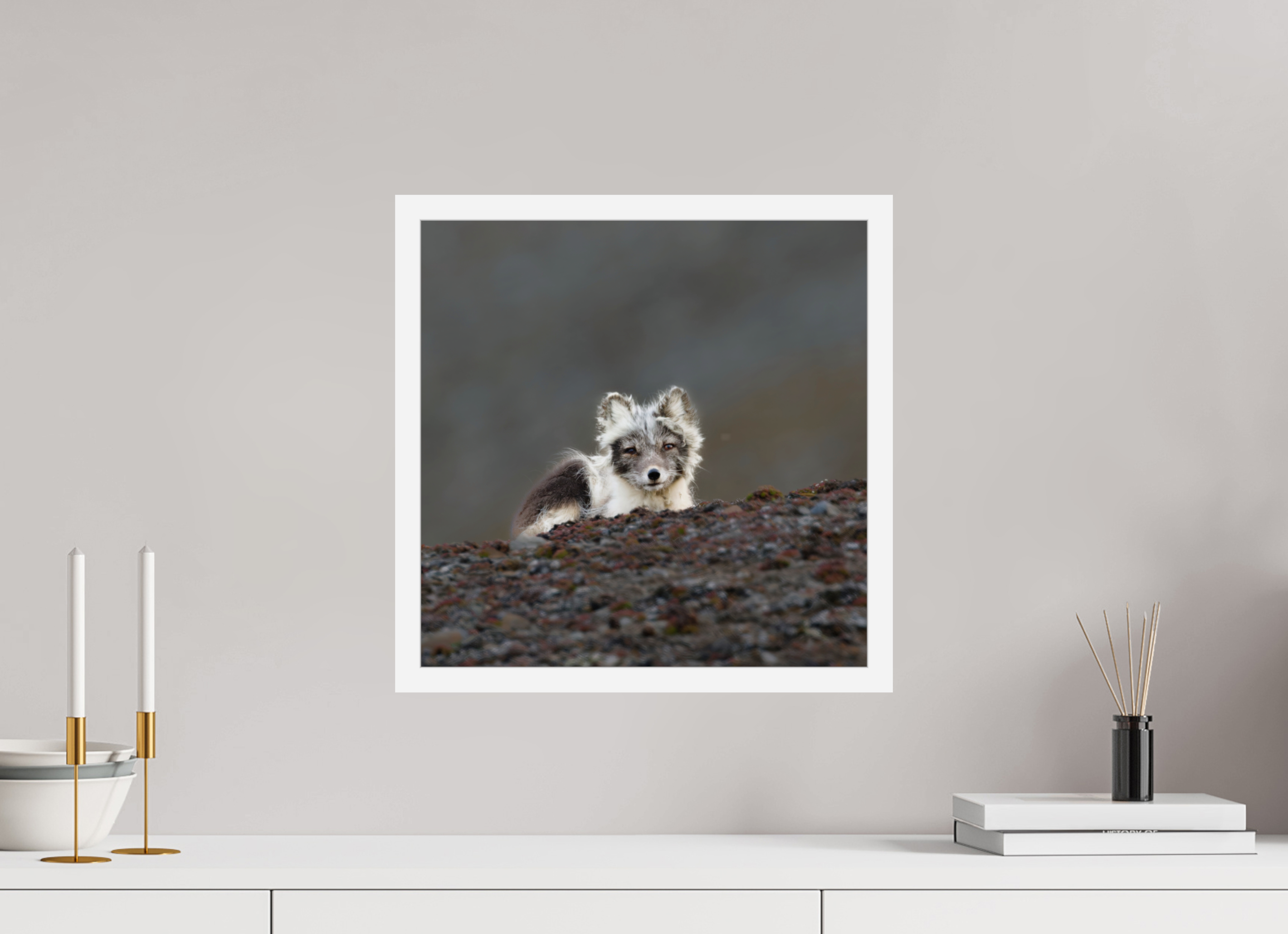 40 x 40 cm, Gallery Frame Hamburg 20mm White Glossy Acrylic Arctic Fox Scout- In Solid 20 mm Wood Frame Hamburg