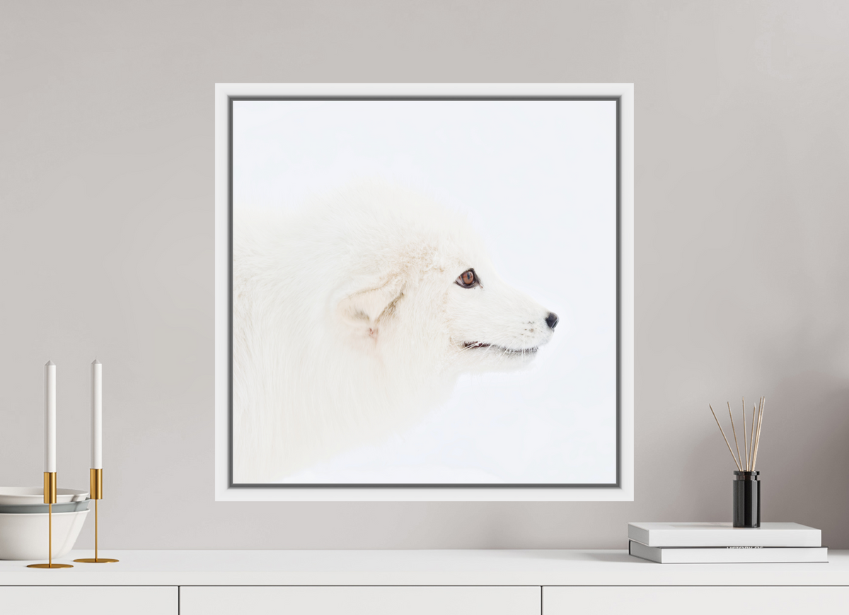 50 x 50 cm, Floater Frame White Glossy Acrylic Glass Arctic Fox Head - Floater Frame