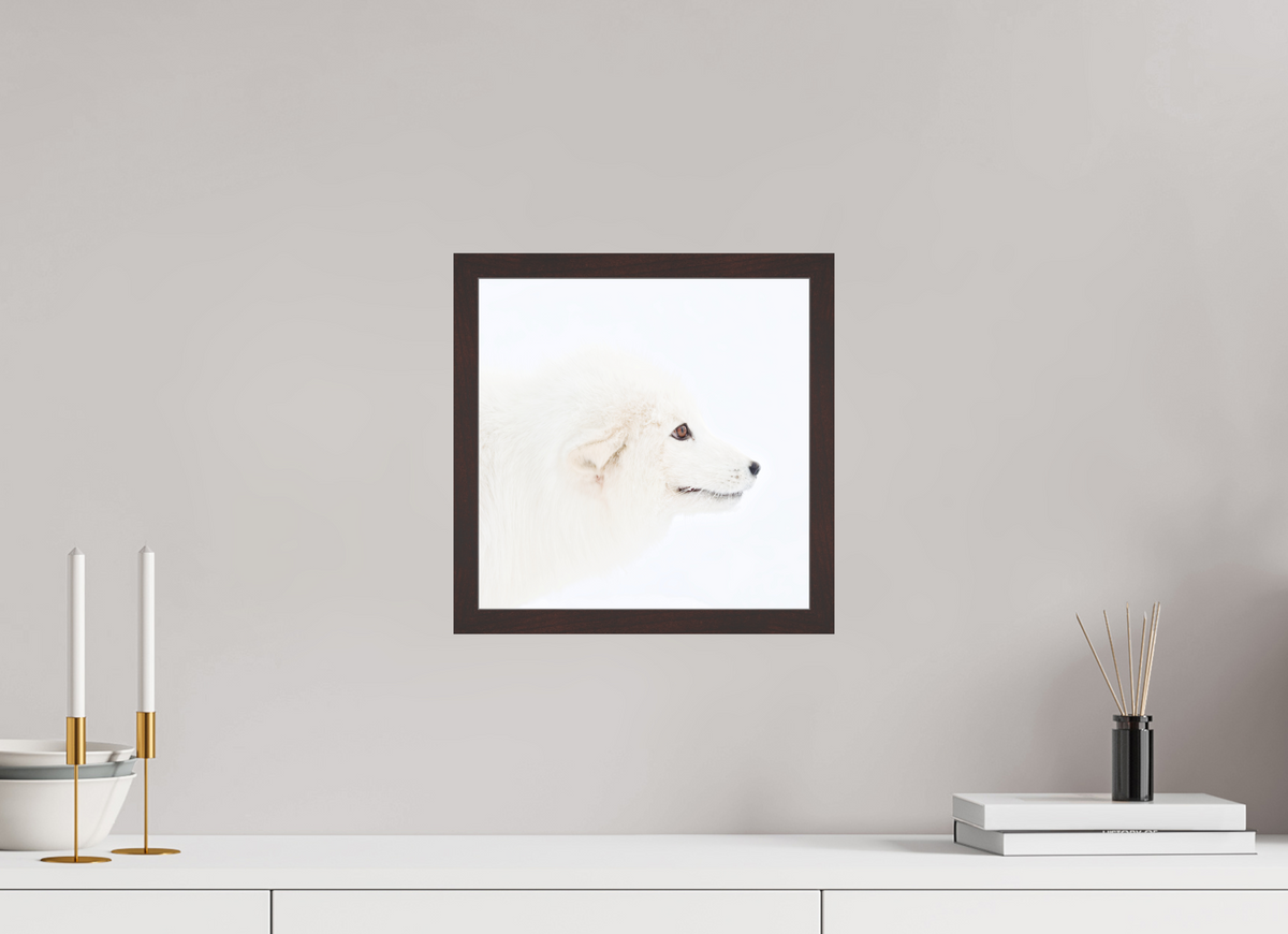 30 x 30 cm, Gallery Frame Hamburg 20mm Alder Brown Matte Acrylic Arctic Fox Head - In Gallery Frame Hamburg 20 mm