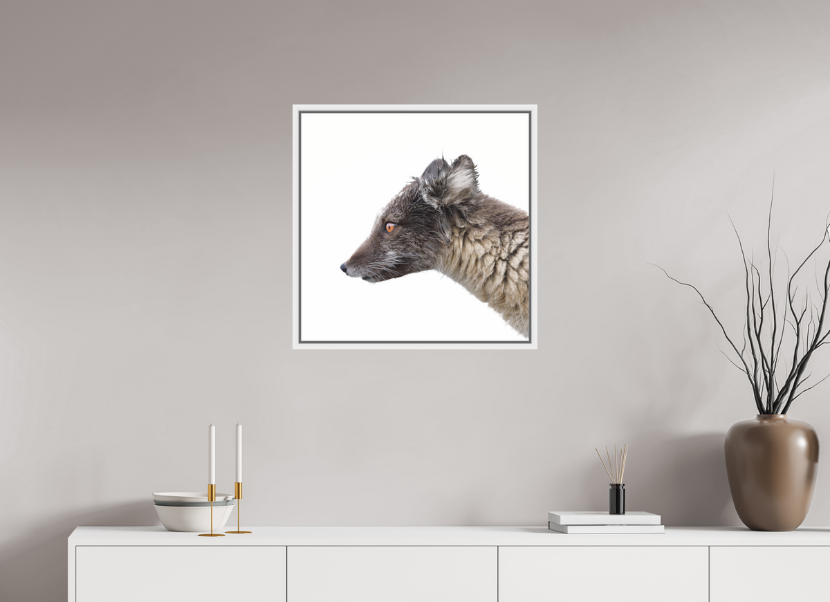 60 x 60 cm, Floater Frame Matte White Glossy Acrylic Glass Arctic Fox Brown - Floater Frame Glossy