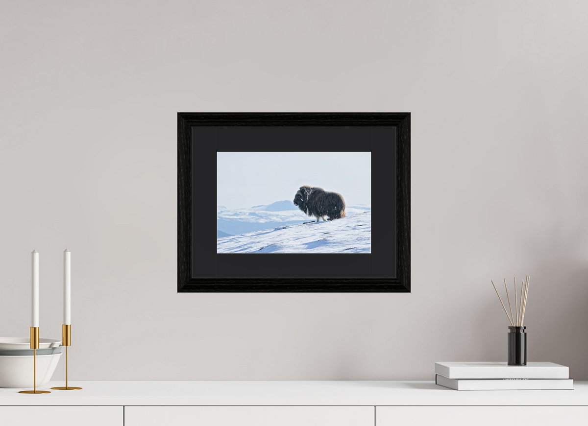 30 x 20 cm, Solid Wood Black Oak Frame Vienna Black Passe-partout The Musk Ox Kingdom - Solid Frame With Passe-Partout