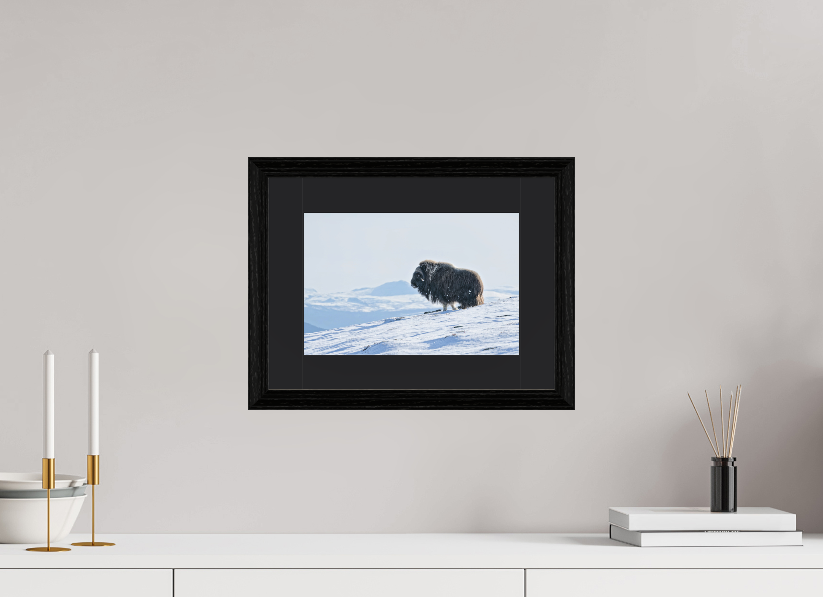 30 x 20 cm, Solid Wood Black Oak Frame Vienna Black Passe-partout The Musk Ox Kingdom - Solid Frame With Passe-Partout