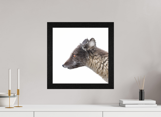 40 x 40 cm, Gallery Frame Hamburg 40mm Black Oak Glossy Acrylic Glass Arctic Fox Angel - In Solid 40 mm Wood Frame Hamburg Glossy