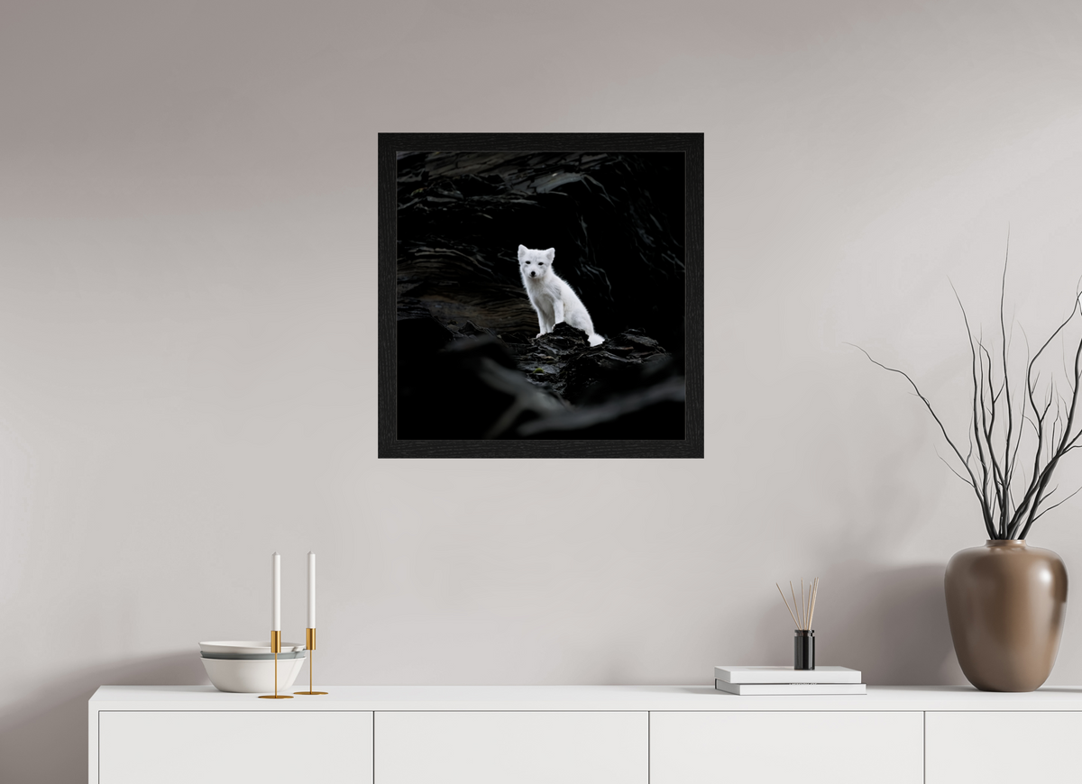 60 x 60 cm, Gallery Frame Hamburg 40mm Black Oak Glossy Acrylic Glass Arctic Fox Angel - In Solid 40 mm Wood Frame Hamburg Glossy