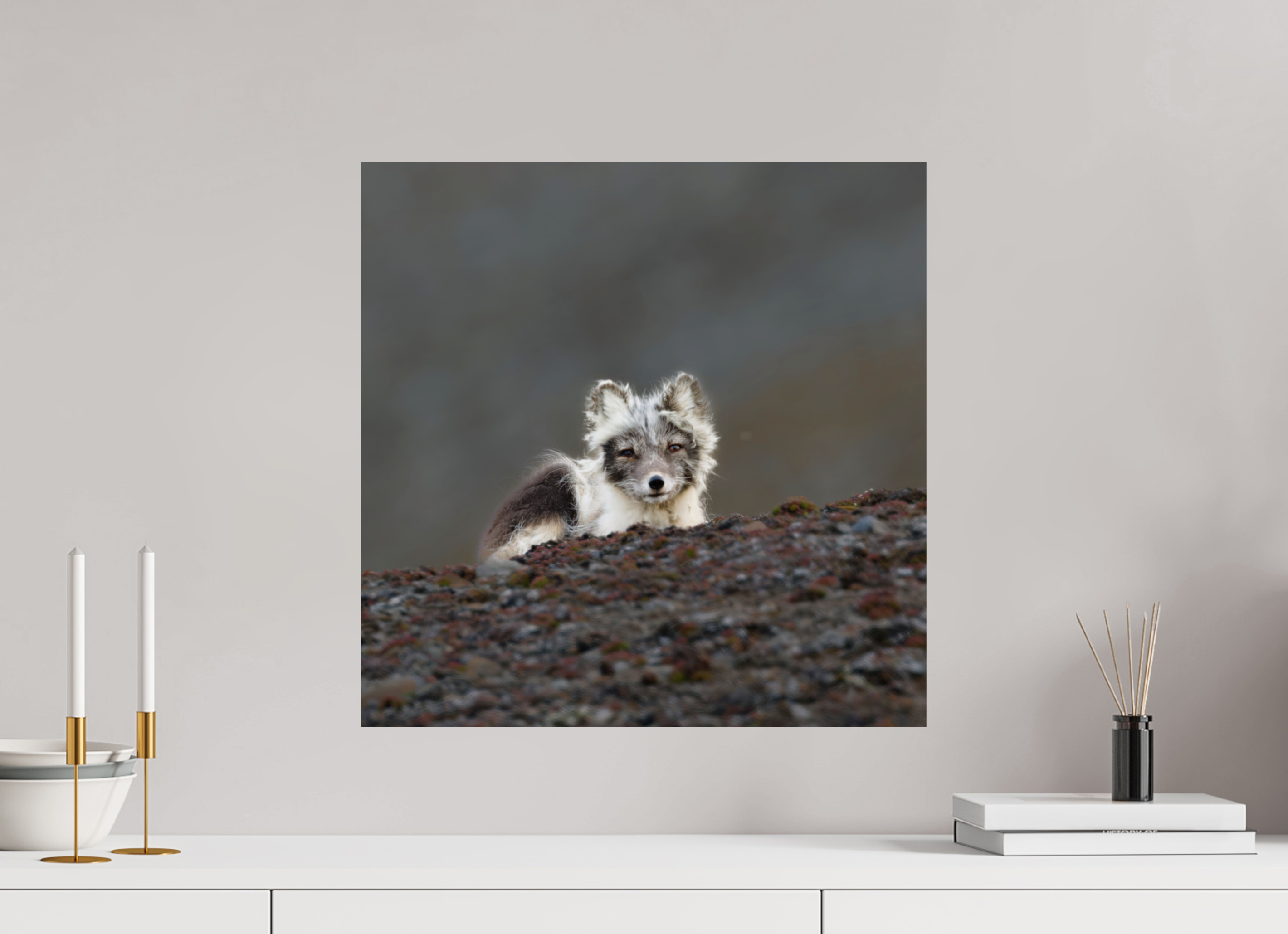 50 x 50 cm, Photo Print On Fuji Crystal DP II Arctic Fox Scout - Photo Print