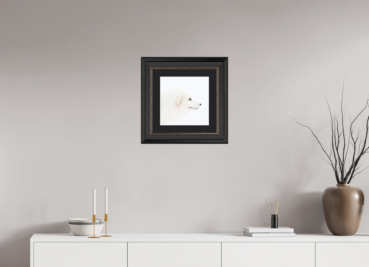 30 x 30 cm, Solid Wood Frame London Passe-partout Silver Arctic Fox Head - Solid Frame With Passe-Partout