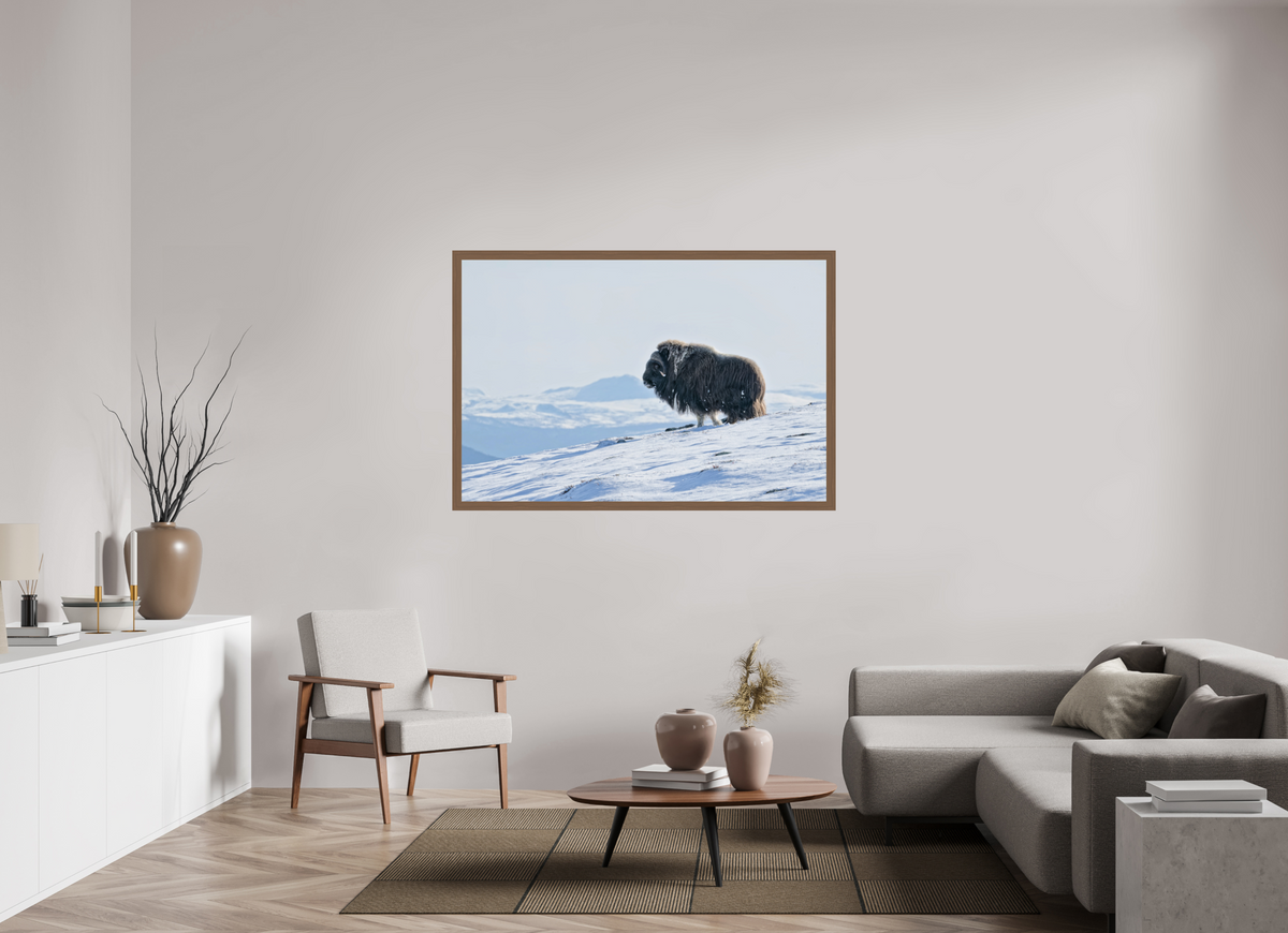 150 x 100 cm, Gallery Frame Hamburg 40mm Walnut Glossy Acrylic Glass The Musk Ox Kingdom -  In Solid 40 mm Wood Frame Hamburg  Glossy Acrylic