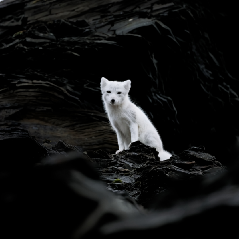 Main image Arctic Fox Angel - Photo Print
