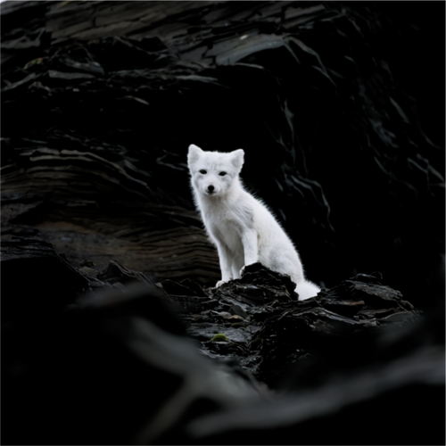 Main image Arctic Fox Angel - Photo Print