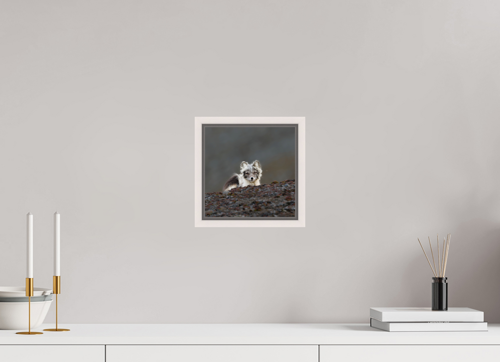20 x 20 cm, Floater Frame Maple White Glossy Acrylic Glass Arctic Fox Scout - Floater Frame Glossy