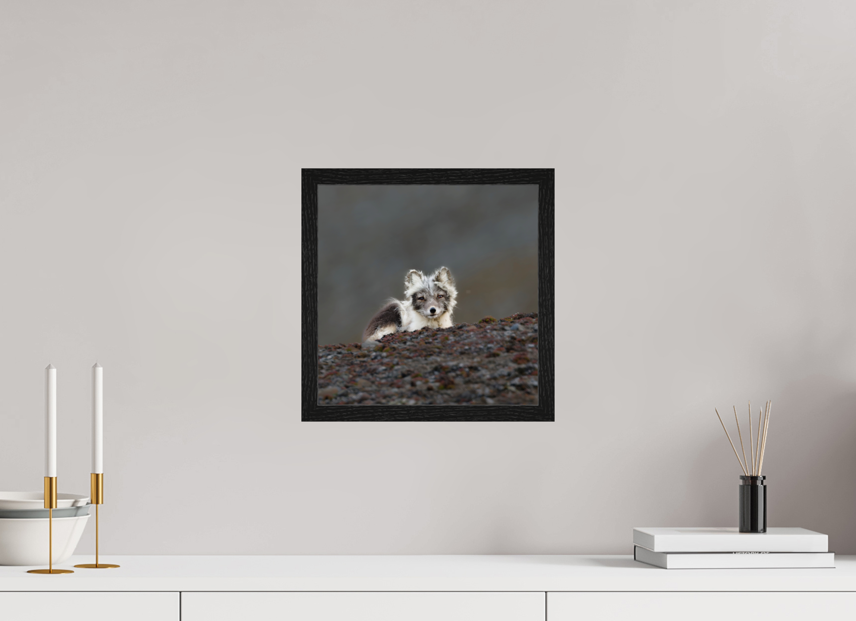 30 x 30 cm, Gallery Frame Hamburg 20mm Black Oak Arctic Fox Scout- In Solid 20 mm Wood Frame Hamburg