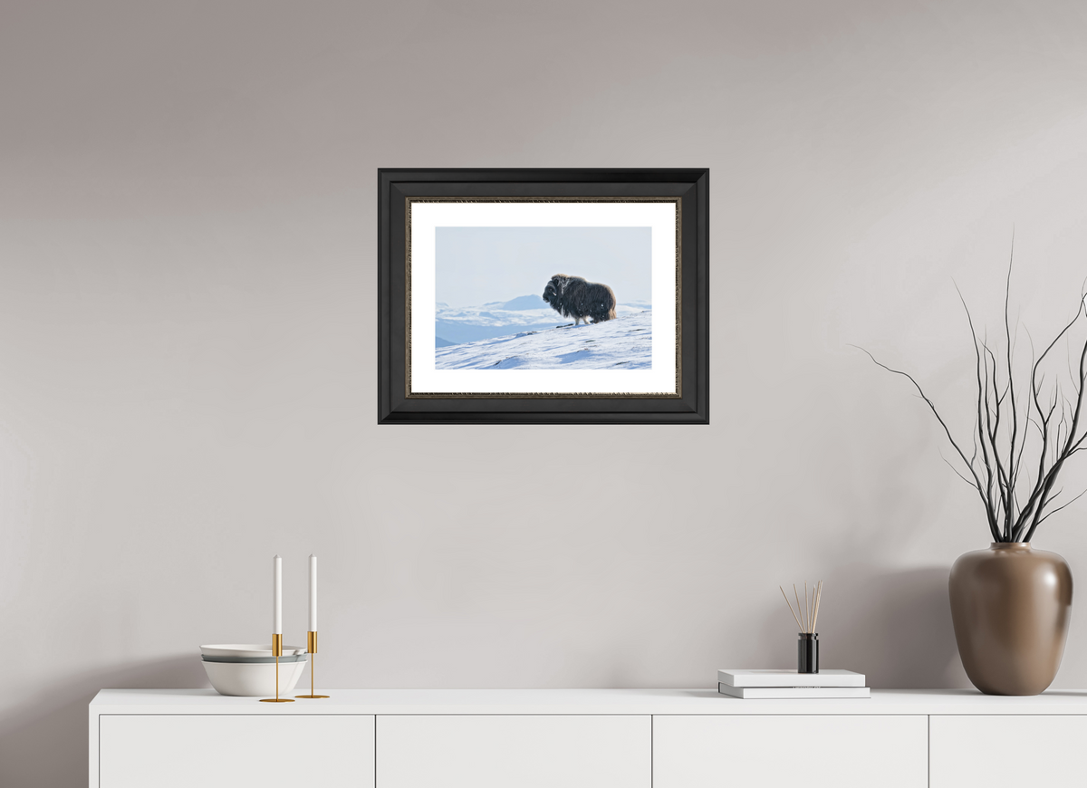 45 x 30 cm, Solid Wood Black-silver Frame London White Passe-partout The Musk Ox Kingdom -  Solid Frame White Passe-Partout