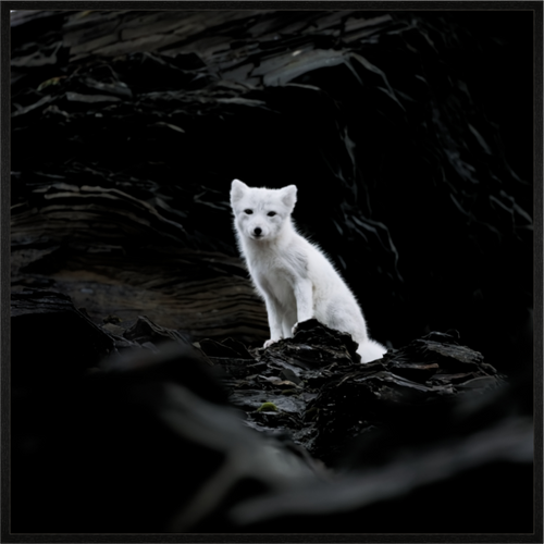 Main image Arctic Fox Angel - In Solid 20 mm Wood Frame Hamburg Glossy