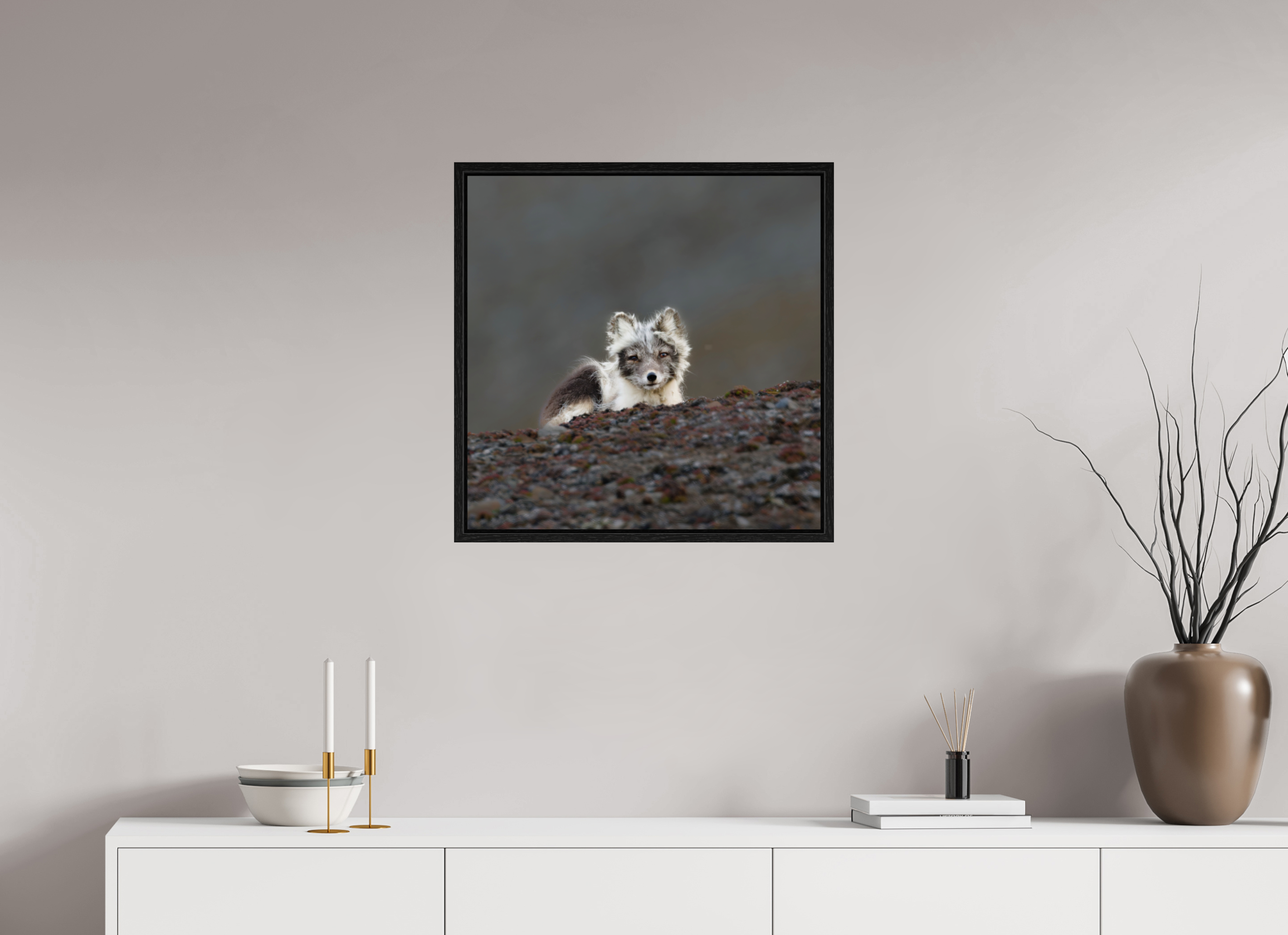 60 x 60 cm, Floater Frame Black Oak Glossy Acrylic Glass Arctic Fox Scout - Floater Frame Glossy