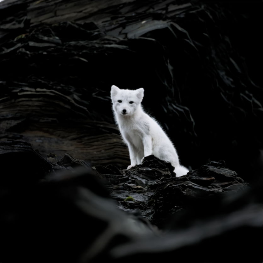 Main image Arctic Fox Angel - Under Acrylic Glass