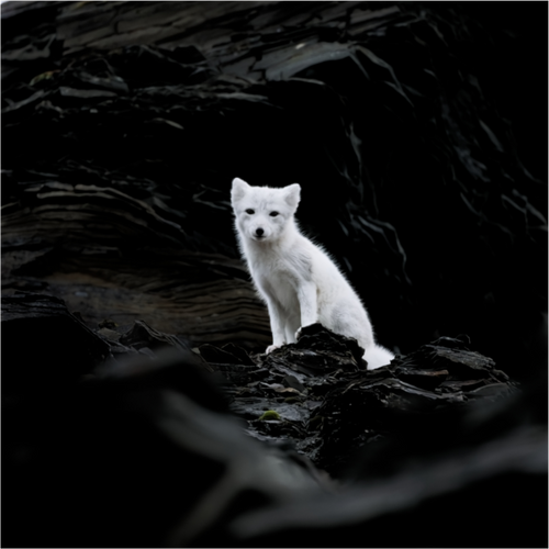 Main image Arctic Fox Angel - Under Acrylic Glass