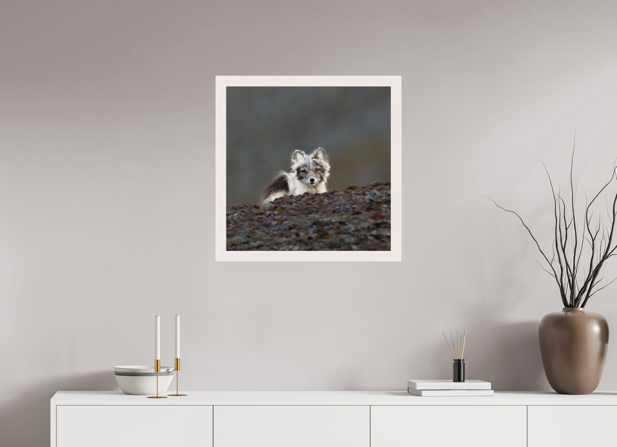 60 x 60 cm, Gallery Frame Hamburg 40mm White Glossy Acrylic Arctic Fox Scout- In Solid 40 mm Wood Frame Hamburg Glossy