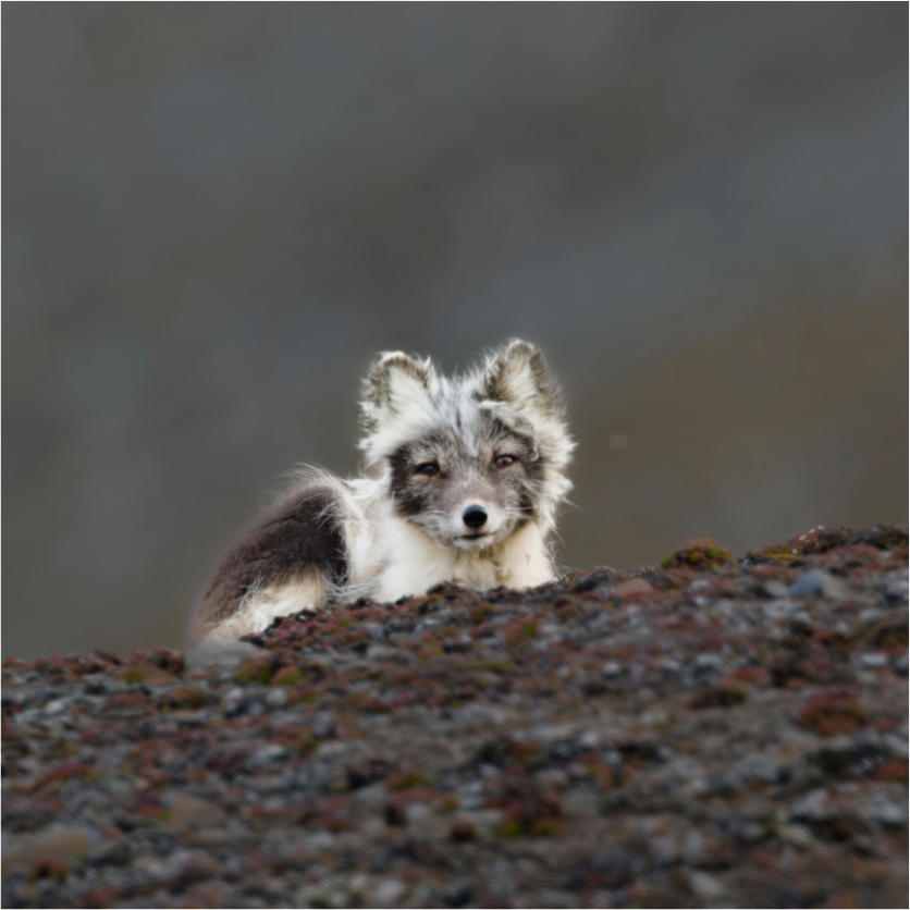 Main image Arctic Fox Scout - Photo Print Under Acrylic Glass