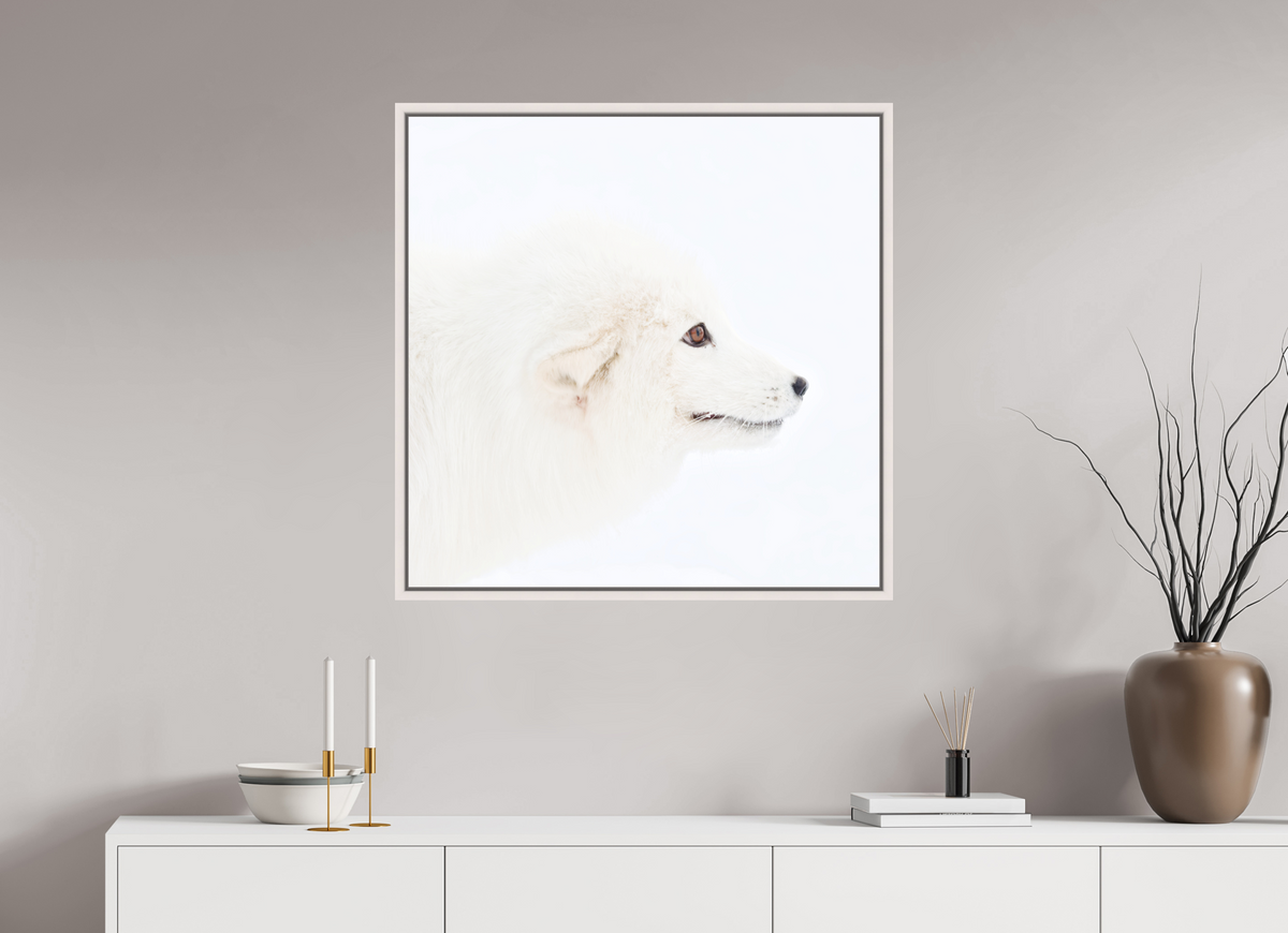 80 x 80 cm, Floater Frame Maple White Matte Acrylic Glass Arctic Fox Head - Floater Frame